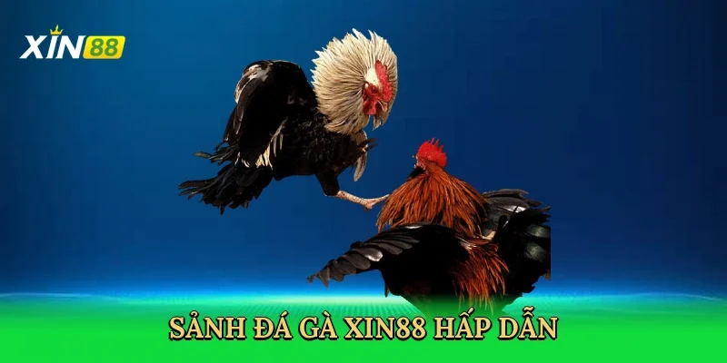 sanh-da-ga-xin88-hap-dan