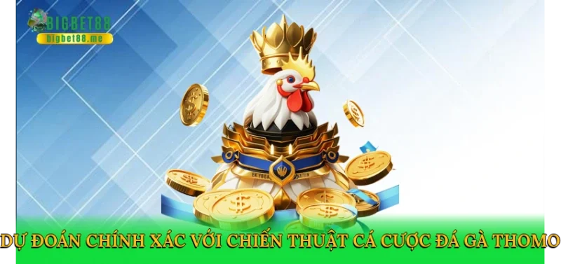 Dự đoán chính xác với chiến thuật cá cược đá gà thomo