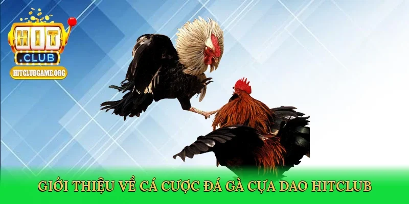 gioi-thieu-ve-ca-cuoc-da-ga-cua-dao-hitclub-2