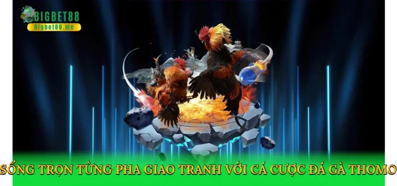 Sống trọn từng pha giao tranh với cá cược đá gà thomo