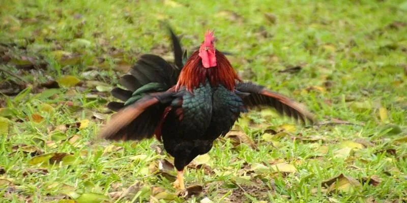 Tâm lý bức tường thành