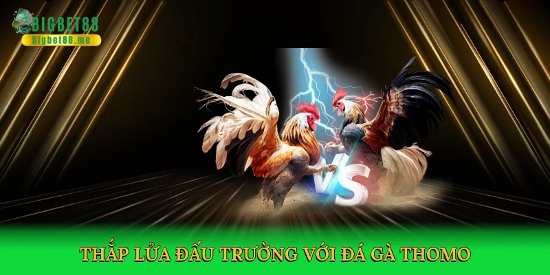 Thắp lửa đấu trường với Đá gà thomo